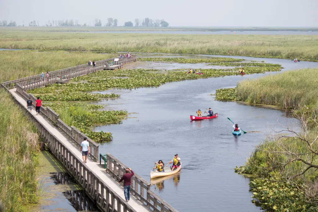 Kayaking at Point Pelee National Park marshland. 