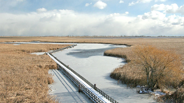 The marsh boardwalk at Point Pelee National Park in wintertime.