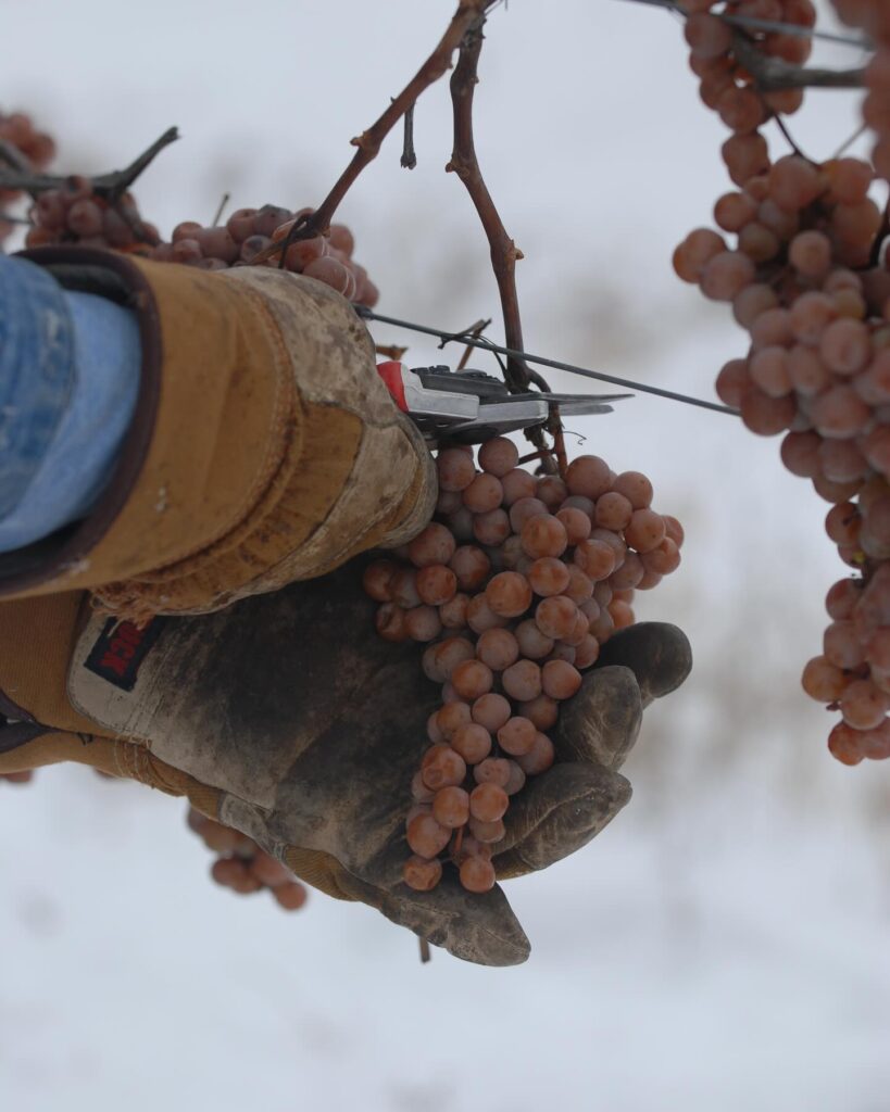 Ice wine grape harvest at Pelee Island Winery